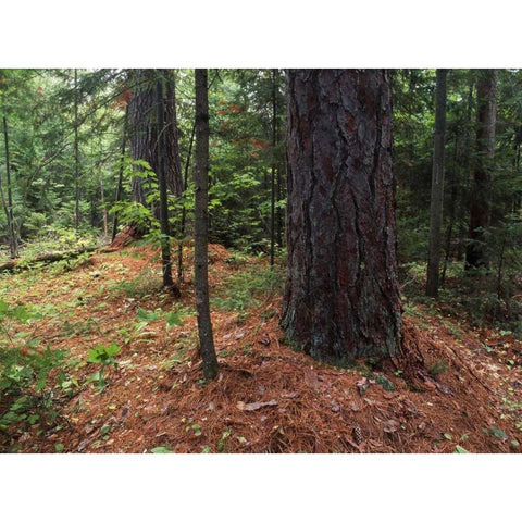 Canada, Ontario, Temagami, old growth pine forest Black Modern Wood Framed Art Print by Grandmaison, Mike