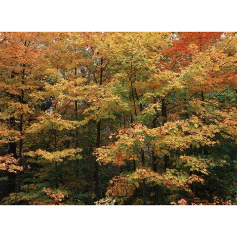 Canada, Ontario, Gravenhurst, forest in autumn White Modern Wood Framed Art Print by Grandmaison, Mike