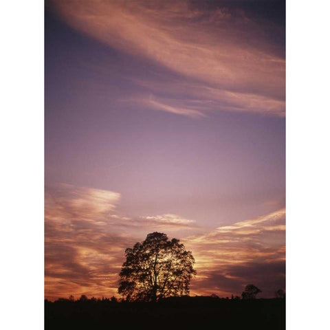 Canada, Ontario, Breslau, tree at sunset Black Modern Wood Framed Art Print with Double Matting by Grandmaison, Mike