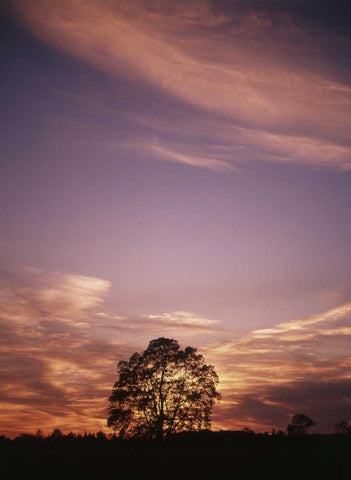 Canada, Ontario, Breslau, tree at sunset White Modern Wood Framed Art Print with Double Matting by Grandmaison, Mike