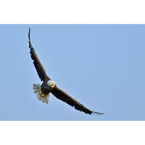Canada, Ontario, Ear Falls Bald Eagle in flight White Modern Wood Framed Art Print by Grandmaison, Mike