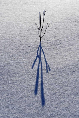 Canada, Ontario, Bourget Plant shadow on snow White Modern Wood Framed Art Print with Double Matting by Grandmaison, Mike