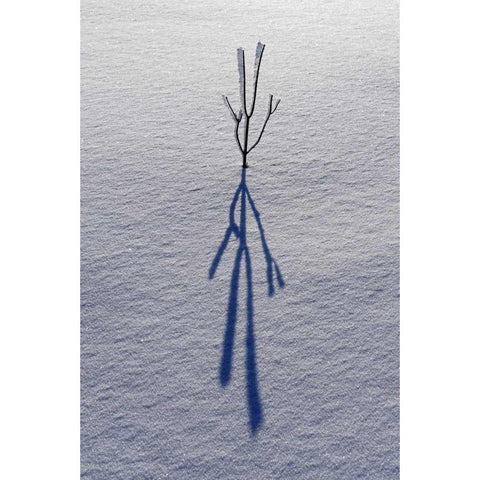 Canada, Ontario, Bourget Plant shadow on snow Black Modern Wood Framed Art Print by Grandmaison, Mike