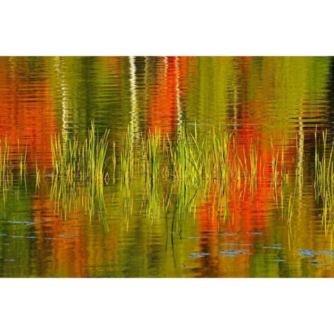 Canada, Baysville Cattails and fall reflections Black Modern Wood Framed Art Print with Double Matting by Grandmaison, Mike