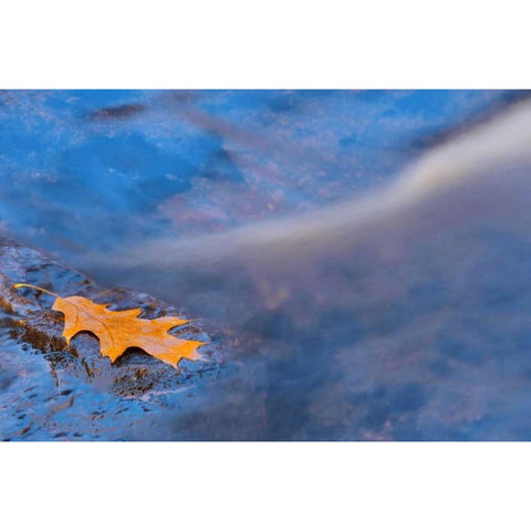 Canada, Ontario, Rosseau River, Oak leaf on rock Black Modern Wood Framed Art Print with Double Matting by Grandmaison, Mike