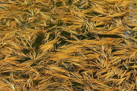 Canada, Ontario Fallen pine needles in water Black Ornate Wood Framed Art Print with Double Matting by Grandmaison, Mike