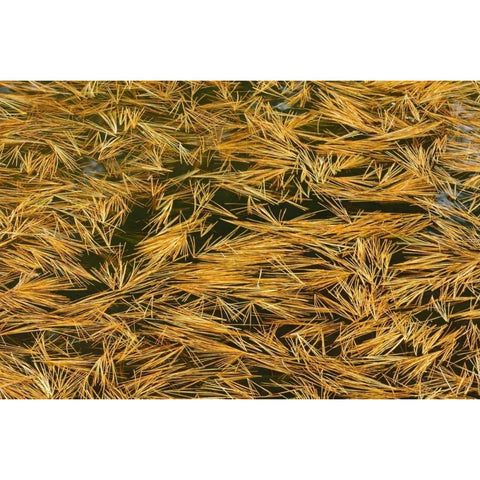 Canada, Ontario Fallen pine needles in water Black Modern Wood Framed Art Print by Grandmaison, Mike