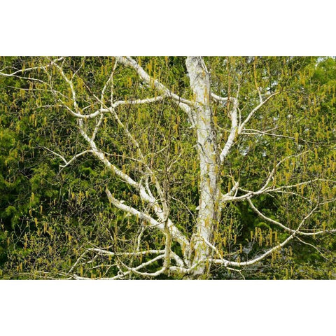 Canada, Dorset Birch tree with catkins in spring Gold Ornate Wood Framed Art Print with Double Matting by Grandmaison, Mike