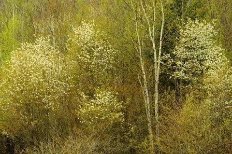 Canada, Utterson Serviceberry in spring foliage White Modern Wood Framed Art Print with Double Matting by Grandmaison, Mike