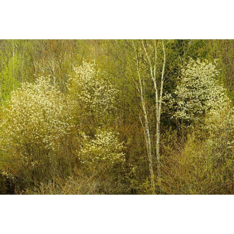 Canada, Utterson Serviceberry in spring foliage Black Modern Wood Framed Art Print by Grandmaison, Mike