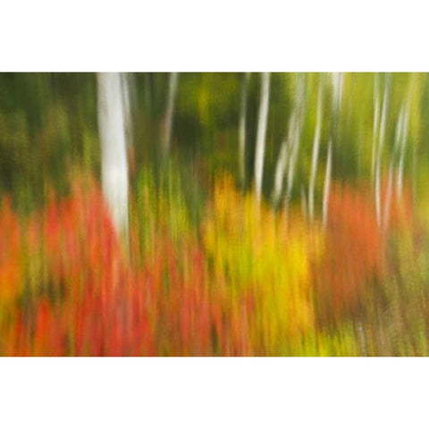 Canada, Ontario, Algonquin PP Autumn scenic White Modern Wood Framed Art Print by Grandmaison, Mike