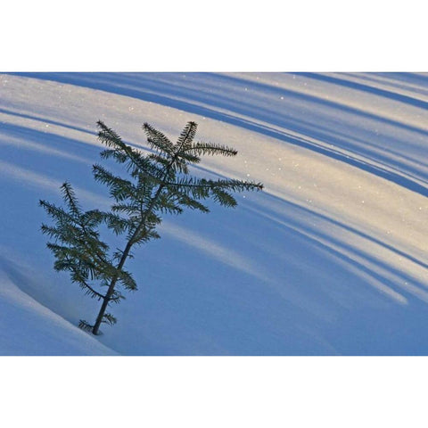 Canada, Ontario Balsam fir sapling in snow Black Modern Wood Framed Art Print with Double Matting by Grandmaison, Mike