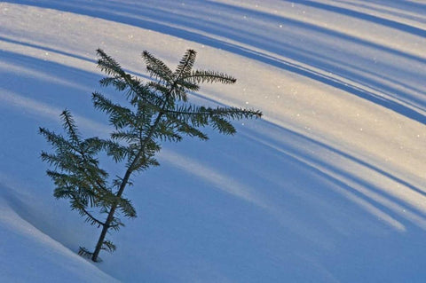 Canada, Ontario Balsam fir sapling in snow White Modern Wood Framed Art Print with Double Matting by Grandmaison, Mike