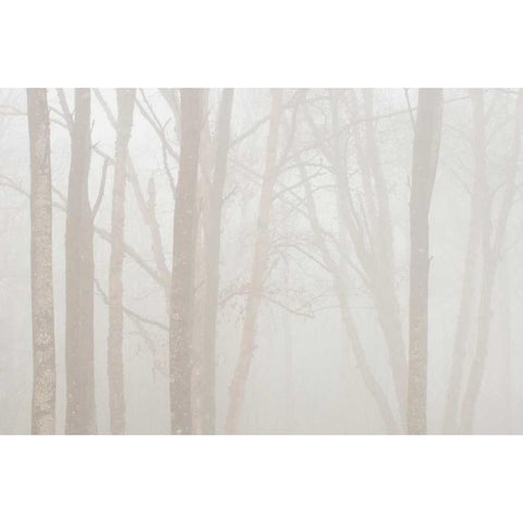 Canada, Ontario Trees in fog by Lake Superior Gold Ornate Wood Framed Art Print with Double Matting by Grandmaison, Mike
