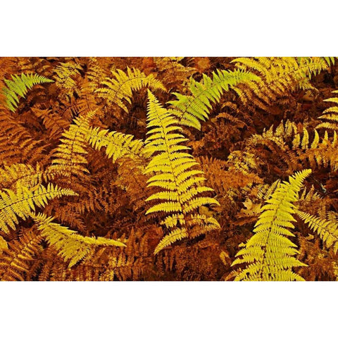 Canada, Ontario, Baysville Wood ferns in autumn Black Modern Wood Framed Art Print with Double Matting by Grandmaison, Mike