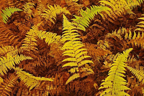 Canada, Ontario, Baysville Wood ferns in autumn White Modern Wood Framed Art Print with Double Matting by Grandmaison, Mike
