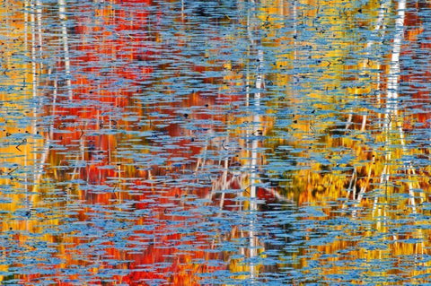 Canada, Ontario, Minden Autumn reflects in pond White Modern Wood Framed Art Print with Double Matting by Grandmaison, Mike