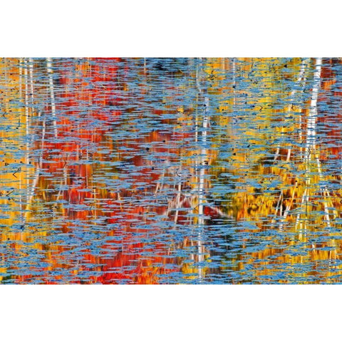 Canada, Ontario, Minden Autumn reflects in pond Black Modern Wood Framed Art Print by Grandmaison, Mike