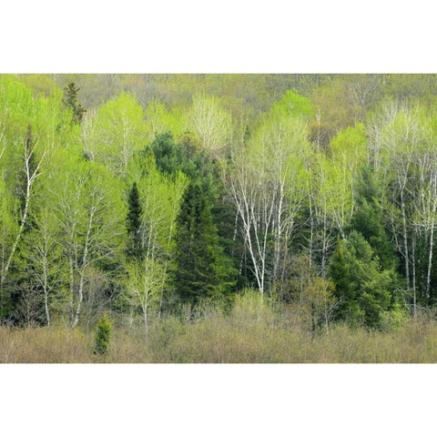 Canada, Ontario, Utterson Forest in spring Gold Ornate Wood Framed Art Print with Double Matting by Grandmaison, Mike