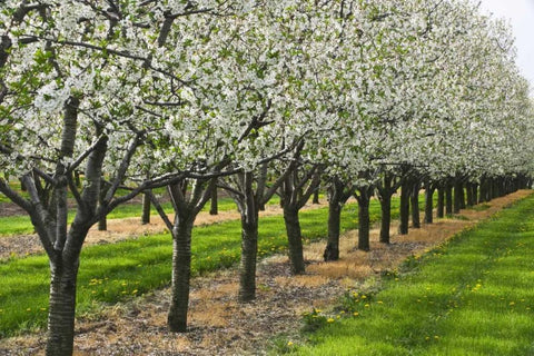 Canada, Ontario Apple orchard in bloom White Modern Wood Framed Art Print with Double Matting by Grandmaison, Mike