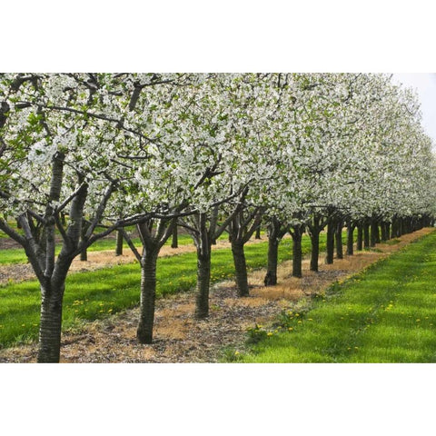 Canada, Ontario Apple orchard in bloom Gold Ornate Wood Framed Art Print with Double Matting by Grandmaison, Mike