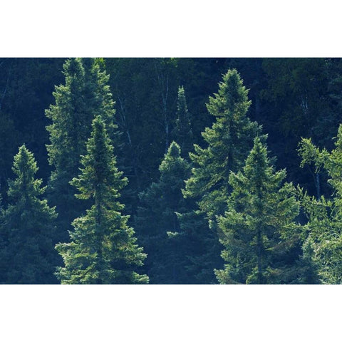 Canada, Algonquin PP Black spruce trees backlit Black Modern Wood Framed Art Print by Grandmaison, Mike