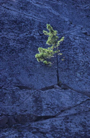 Canada, Ontario Pine tree growing in a rock White Modern Wood Framed Art Print with Double Matting by Grandmaison, Mike