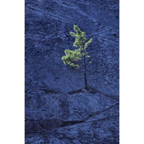 Canada, Ontario Pine tree growing in a rock Black Modern Wood Framed Art Print by Grandmaison, Mike