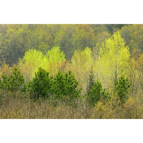 Canada, Rosseau Scots pine in spring foliage Black Modern Wood Framed Art Print by Grandmaison, Mike