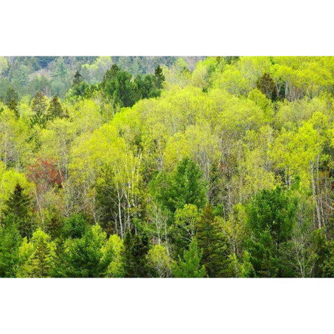 Canada, Ontario, Rosseau Mixed-wood forest Black Modern Wood Framed Art Print with Double Matting by Grandmaison, Mike