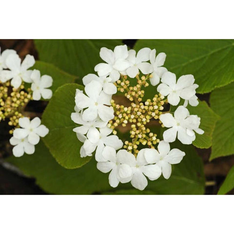 Canada, Dorset Flowers on hobblebush shrub White Modern Wood Framed Art Print by Grandmaison, Mike