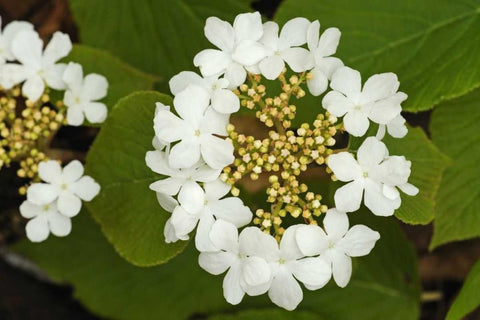 Canada, Dorset Flowers on hobblebush shrub White Modern Wood Framed Art Print with Double Matting by Grandmaison, Mike