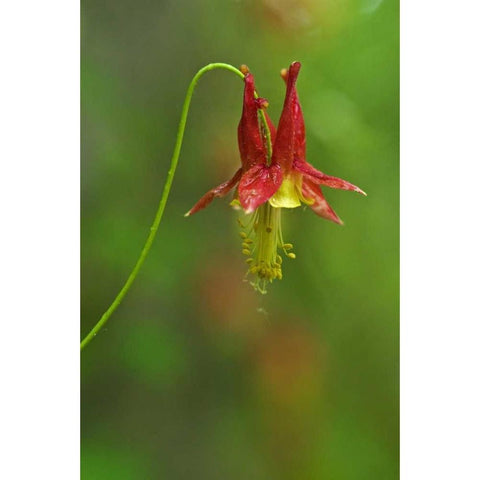Canada, Thousand Islands NP Columbine flower Black Modern Wood Framed Art Print by Grandmaison, Mike