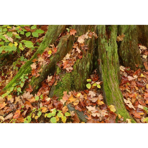 Canada, Ontario, Autumn leaves cover base of tree White Modern Wood Framed Art Print by Grandmaison, Mike