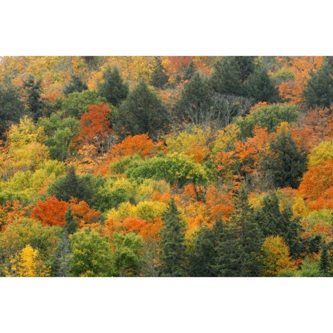 Canada, Algonquin PP Hill in autumn foliage Black Modern Wood Framed Art Print with Double Matting by Grandmaison, Mike