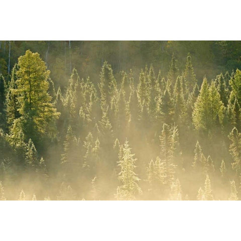 Canada, Worthington Conifers in morning fog Gold Ornate Wood Framed Art Print with Double Matting by Grandmaison, Mike