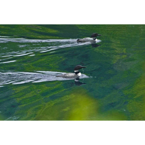 Canada, Ontario Common loons on Killarney Lake Black Modern Wood Framed Art Print with Double Matting by Grandmaison, Mike