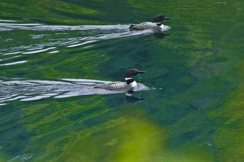 Canada, Ontario Common loons on Killarney Lake Black Ornate Wood Framed Art Print with Double Matting by Grandmaison, Mike