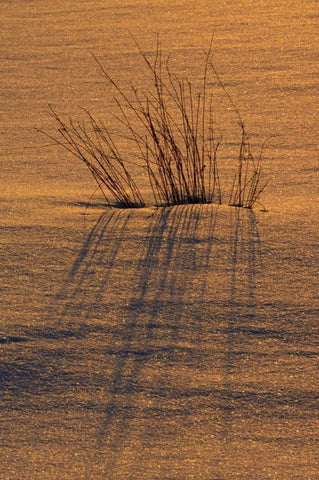 Canada, Ontario, Hope Bay Grasses at sunset White Modern Wood Framed Art Print with Double Matting by Grandmaison, Mike