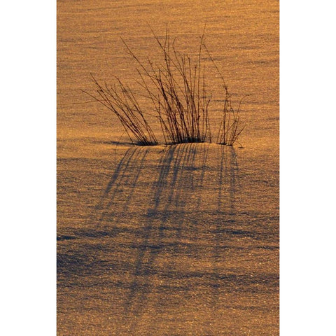 Canada, Ontario, Hope Bay Grasses at sunset Black Modern Wood Framed Art Print by Grandmaison, Mike