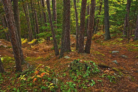 Canada Red pine forest on Granite Ridge Trail Black Ornate Wood Framed Art Print with Double Matting by Grandmaison, Mike