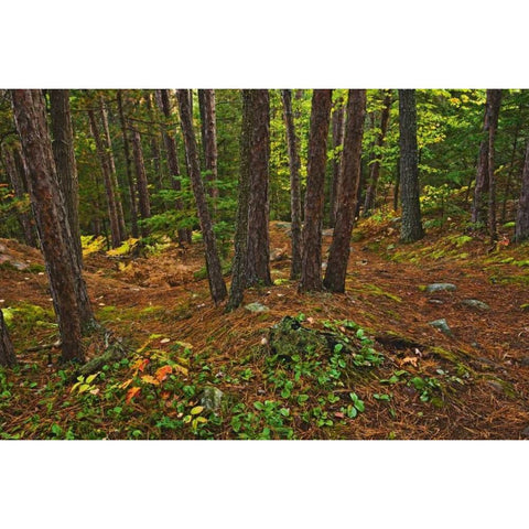 Canada Red pine forest on Granite Ridge Trail Black Modern Wood Framed Art Print by Grandmaison, Mike
