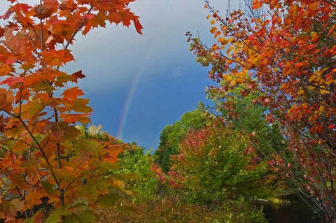 Canada, Ontario Rainbow and maples in autumn Black Ornate Wood Framed Art Print with Double Matting by Grandmaison, Mike