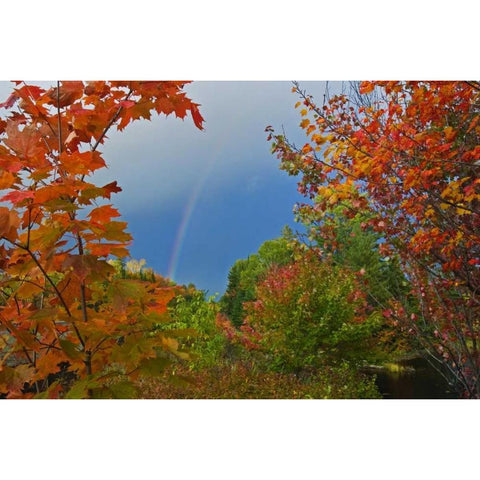 Canada, Ontario Rainbow and maples in autumn Black Modern Wood Framed Art Print with Double Matting by Grandmaison, Mike