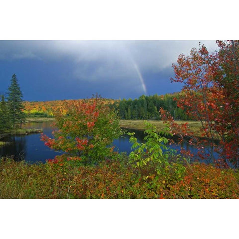 Canada, Ontario Rainbow and maples in autumn Black Modern Wood Framed Art Print by Grandmaison, Mike