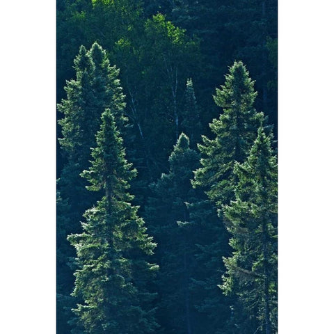 Canada, Algonquin PP Black spruce trees backlit Black Modern Wood Framed Art Print by Grandmaison, Mike