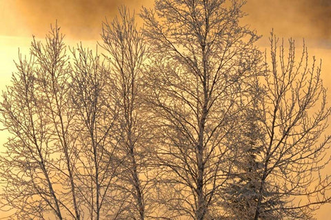 Canada, Ear Falls Poplar in hoarfrost at sunrise Black Ornate Wood Framed Art Print with Double Matting by Grandmaison, Mike