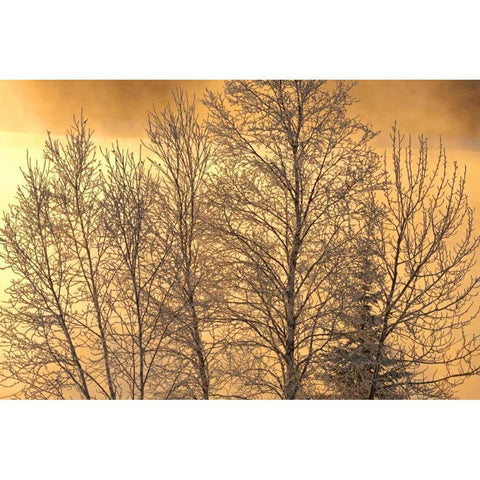 Canada, Ear Falls Poplar in hoarfrost at sunrise Black Modern Wood Framed Art Print by Grandmaison, Mike