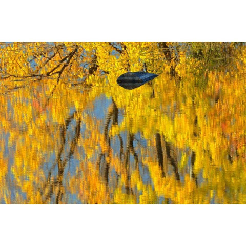 Canada, Ontario, Whitefish Vermilion River, fall Gold Ornate Wood Framed Art Print with Double Matting by Grandmaison, Mike