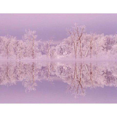 Canada, Ottawa Frosted trees by Shirleys Bay White Modern Wood Framed Art Print by Young, Bill